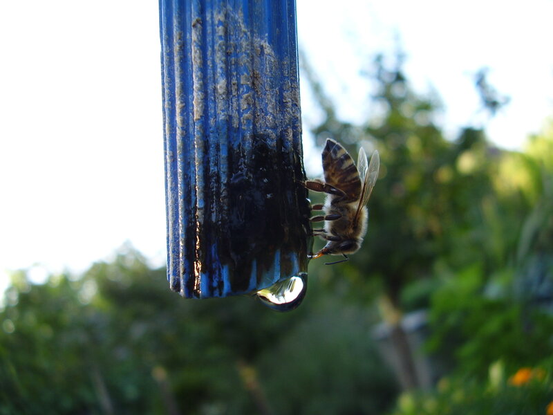 bee drinking from a pipe