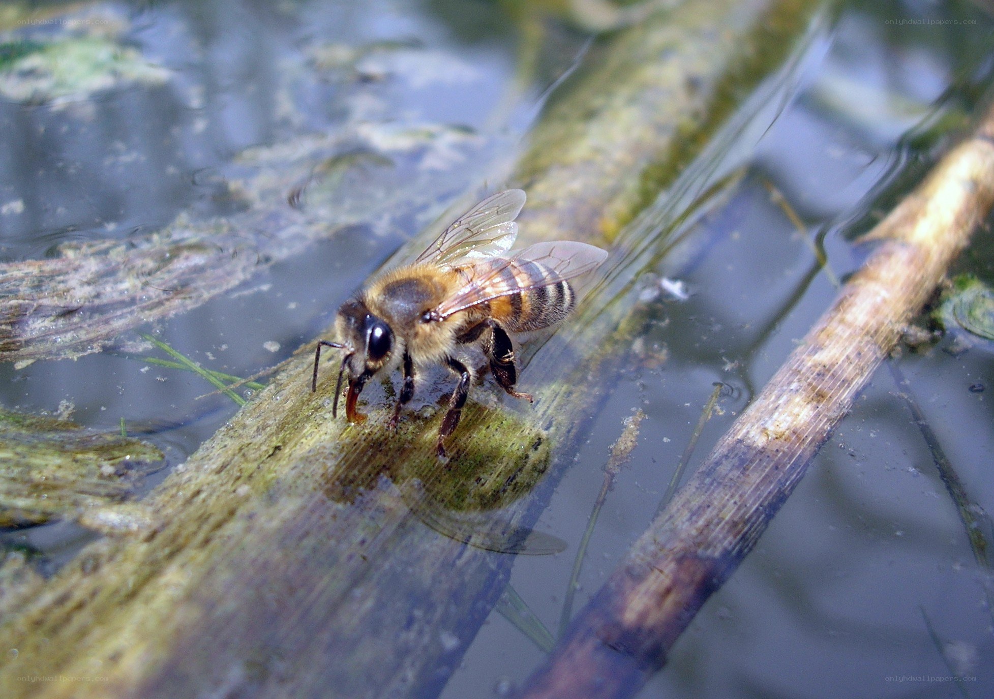 bee drinking from water