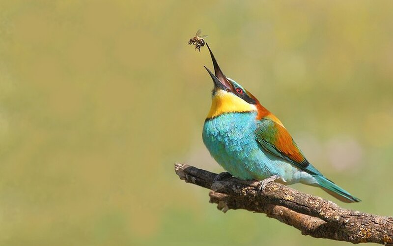 Bee-eater Bird Catching Bee