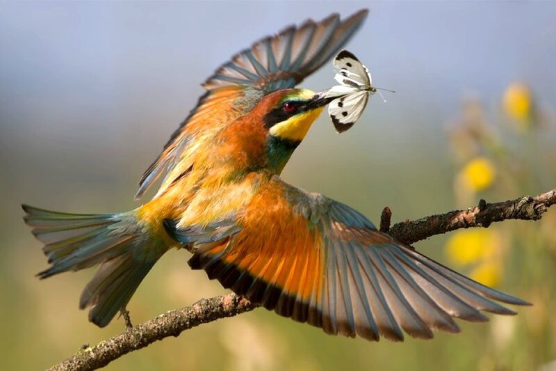 Bee-eater Bird Catching Butterfly — Orange