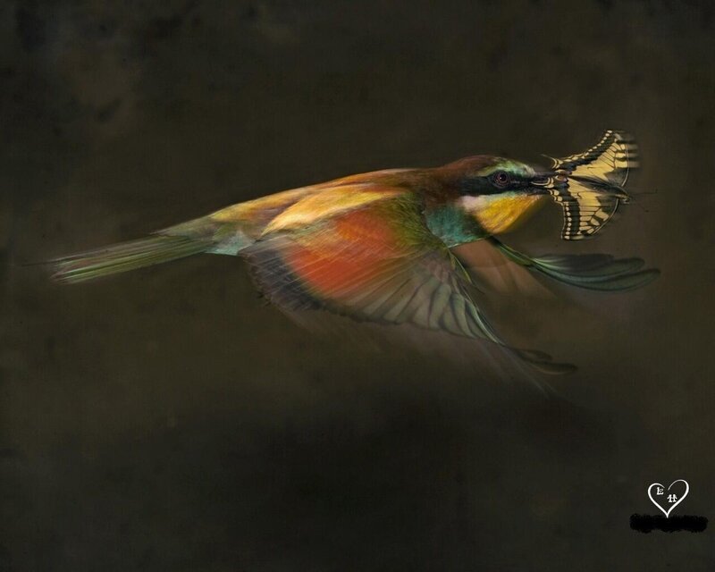 Bee-eater Bird Catching Butterfly