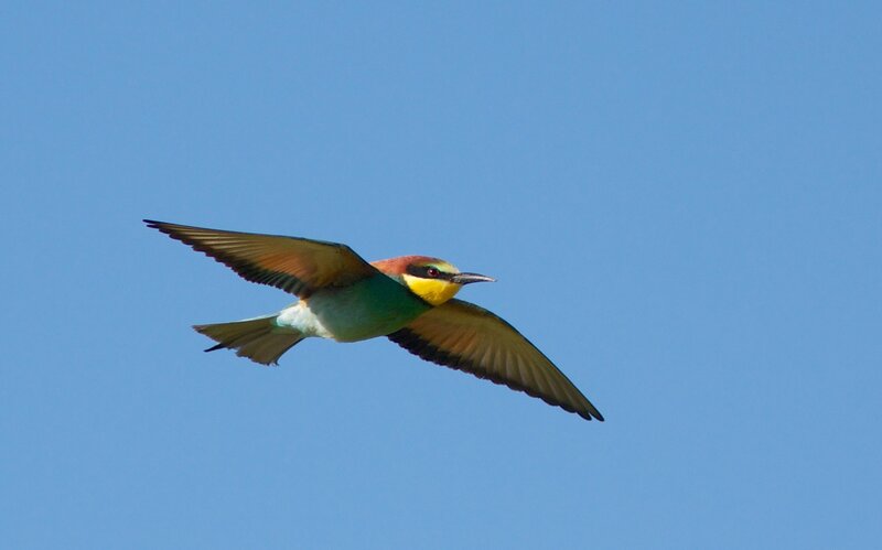 Bee-eater Bird in Flight — Blue, Serene