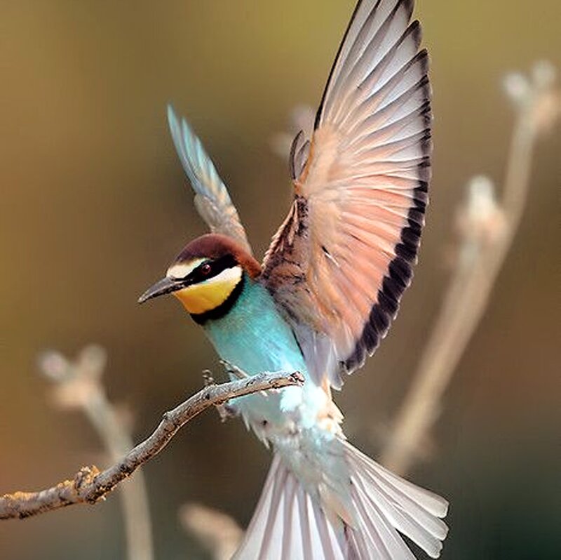 Bee-eater Bird in Flight — Blue