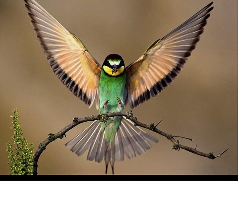Bee-eater Bird in Flight — Green, Dynamic, Photograph