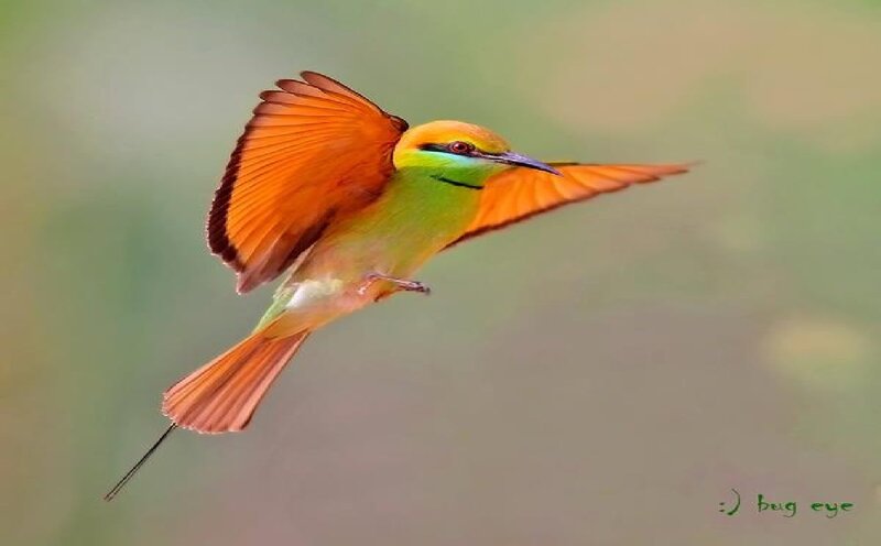 Bee-eater Bird in Flight — Green