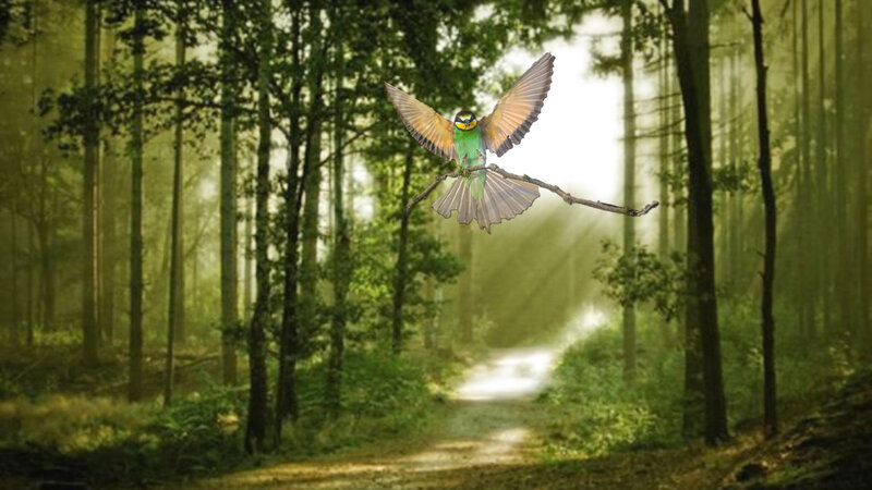 Bee-eater Bird in Flight