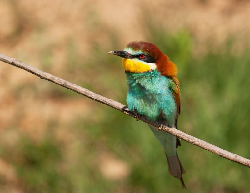 Bee-eater Bird on Branch — Blue, Calm