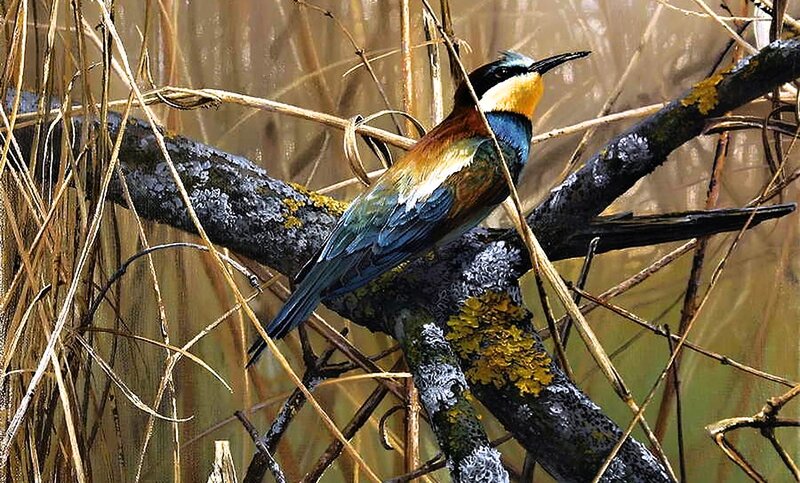 Bee-eater Bird on Branch — Blue, Natural, Painting