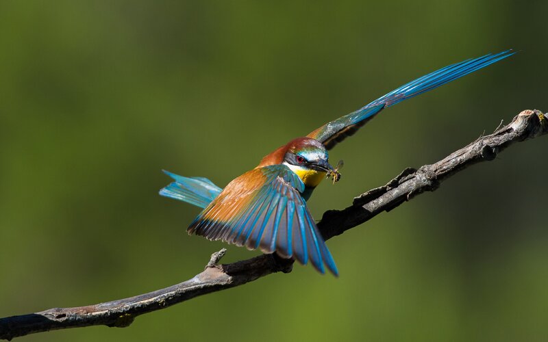 Bee-eater Bird on Branch — Blue, Natural