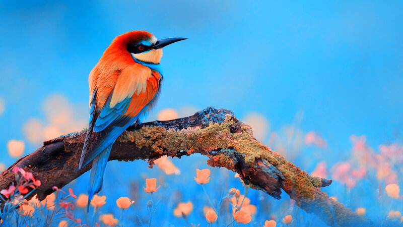 Bee-eater Bird on Branch — Blue, Serene, Spring