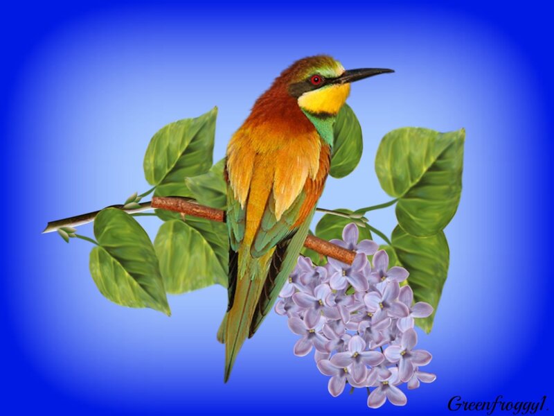 Bee-eater Bird on Branch — Blue, Serene