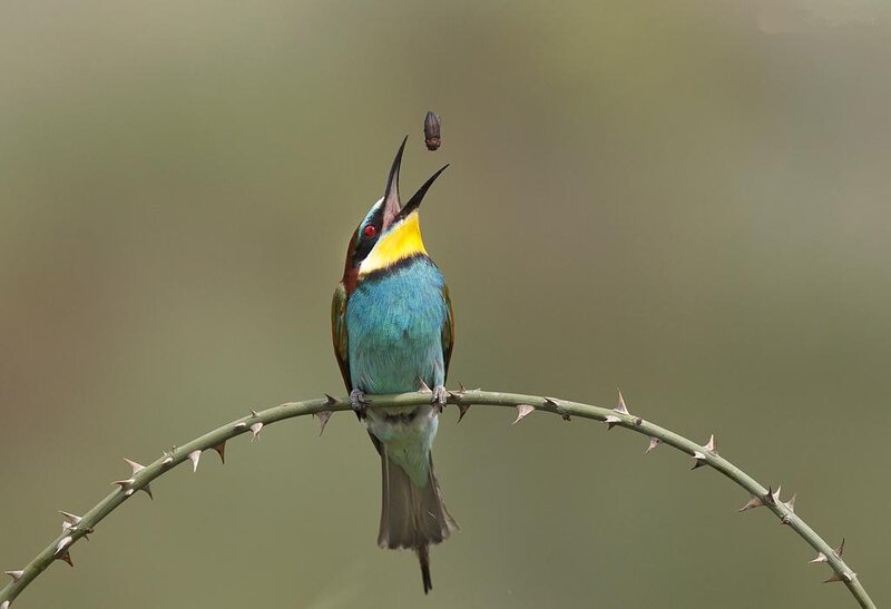 Bee-eater Bird on Branch — Blue