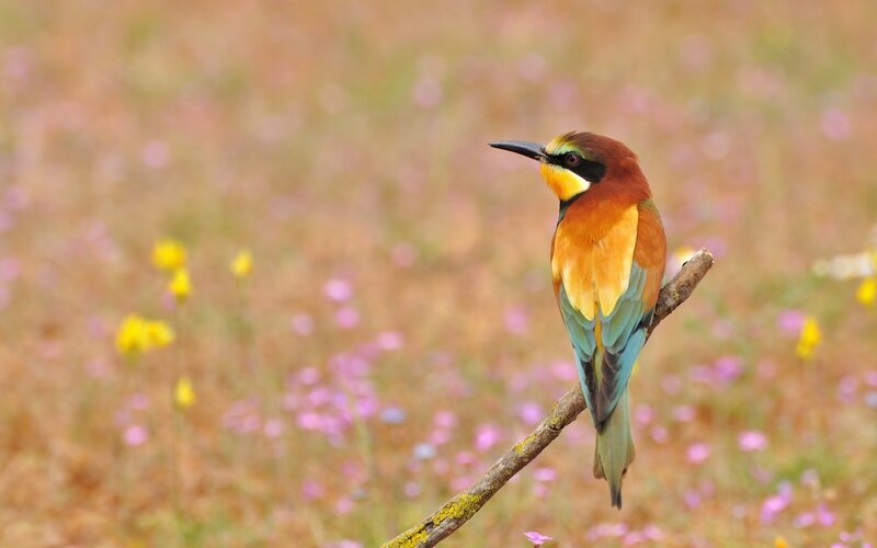 Bee-eater Bird on Branch — Brown, Serene, Spring