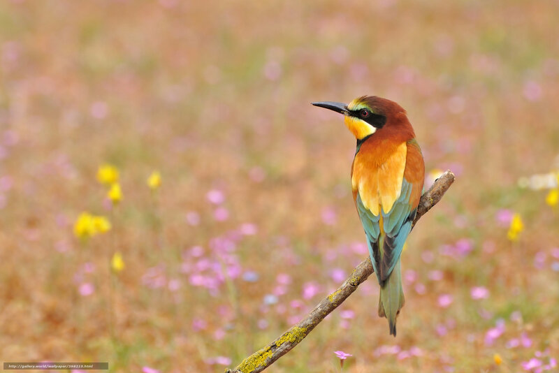 Bee-eater Bird on Branch — Brown, Serene