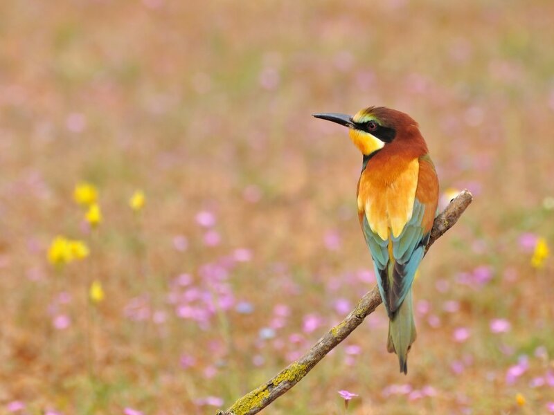 Bee-eater Bird on Branch — Brown