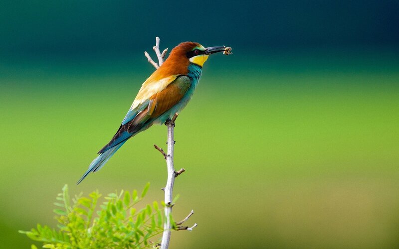 Bee-eater Bird on Branch — Green, Calm, Afternoon, Photograph, Insect, Blue