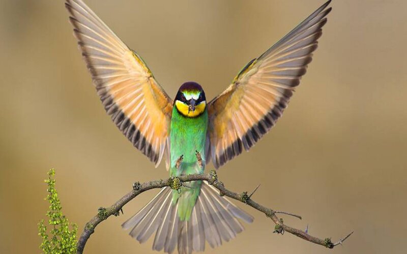 Bee-eater Bird on Branch — Green, Calm, Afternoon, Photograph, Insect, Yellow