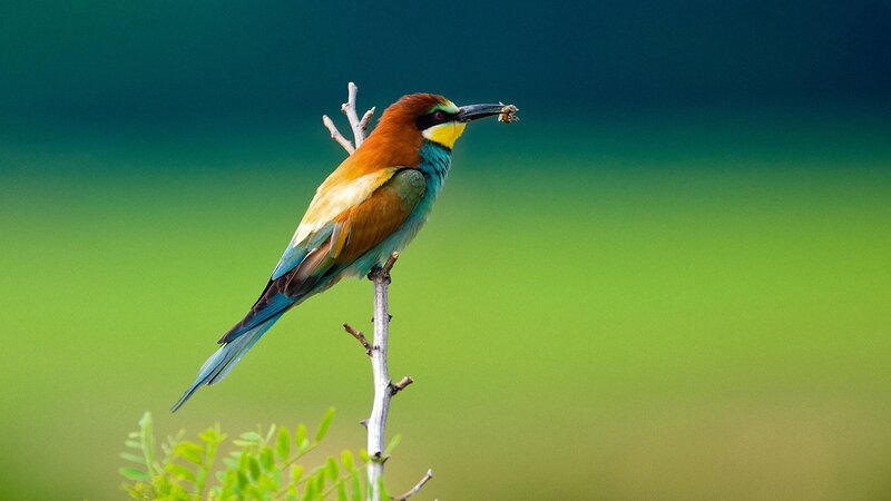 Bee-eater Bird on Branch — Green, Calm, Afternoon, Photograph
