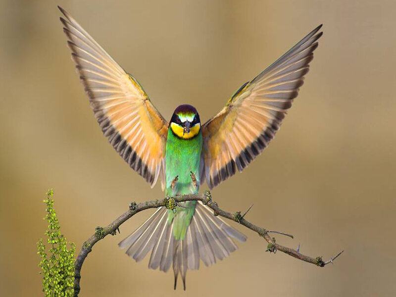 Bee-eater Bird on Branch — Green, Calm, Morning, Photograph, Insect