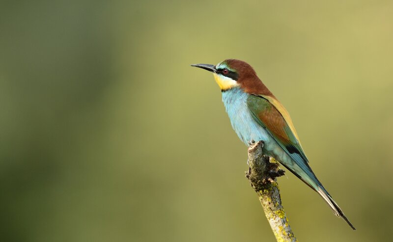 Bee-eater Bird on Branch — Green, Calm, Morning