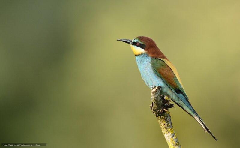 Bee-eater Bird on Branch — Green, Calm, Photograph
