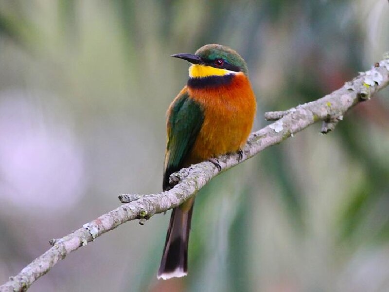 Bee-eater Bird on Branch — Green, Calm