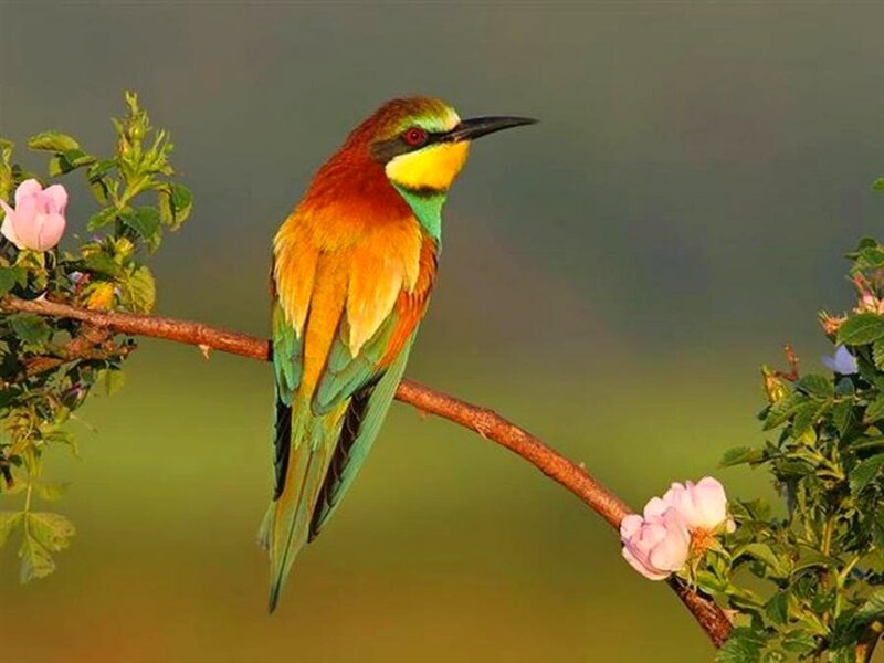Bee-eater Bird on Branch — Green, Serene, Morning