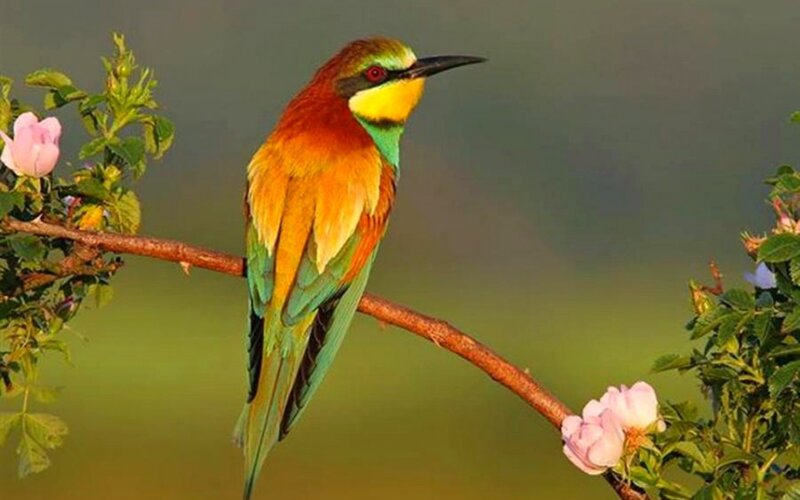 Bee-eater Bird on Branch — Green, Serene, Spring