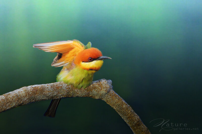 Bee-eater Bird on Branch — Green, Serene