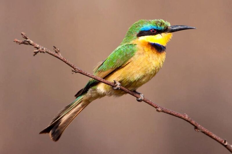 Bee-eater Bird on Branch — Green