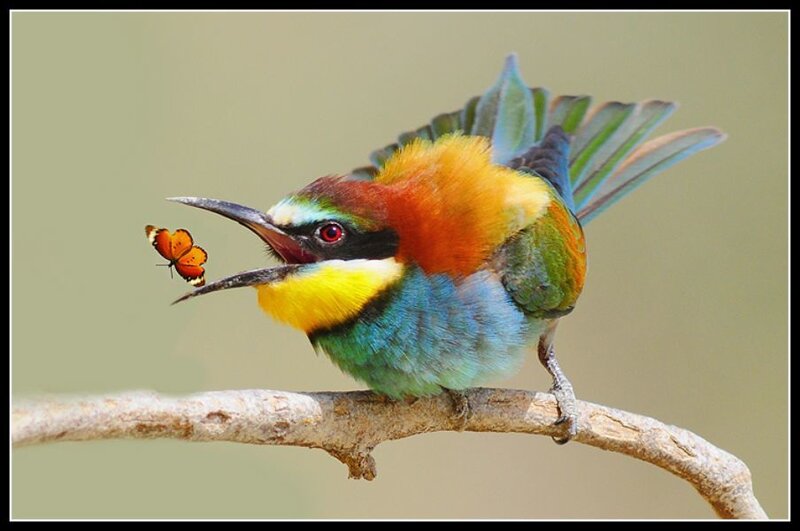 Bee-eater Bird on Branch