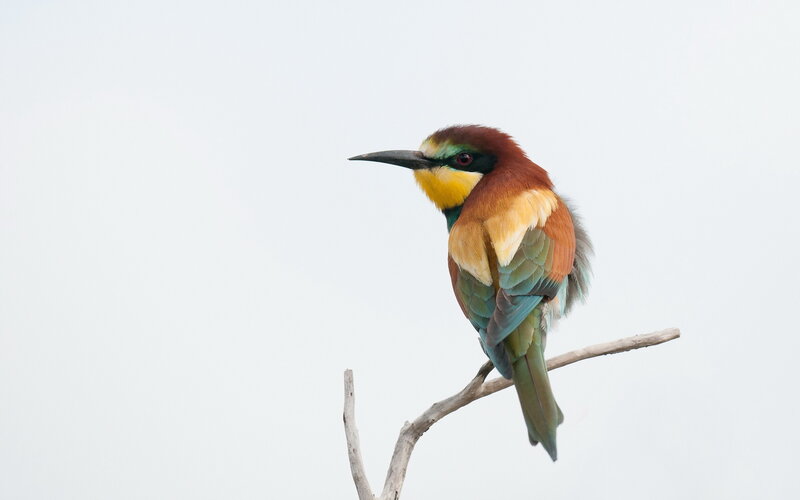 Bee-eater Bird on Branch — White