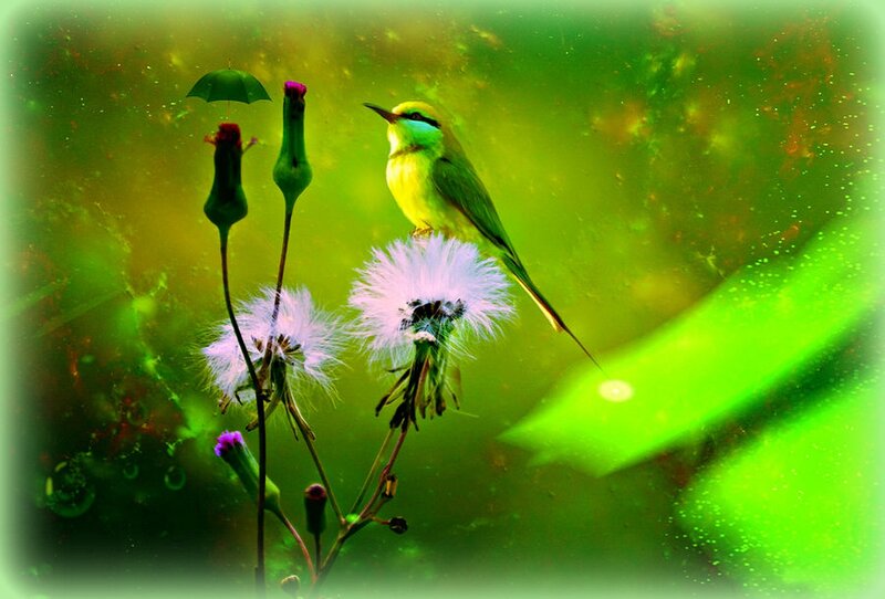 Bee-eater Bird on Flower