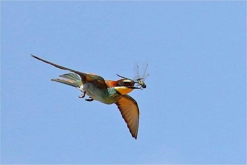 Bee-eater Bird with Insect — Blue