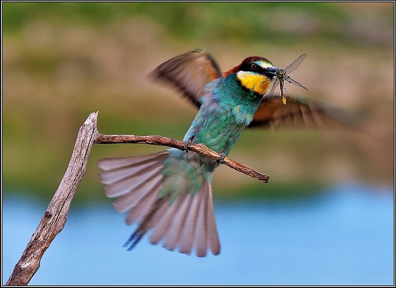 Bee-eater Bird with Insect — Green