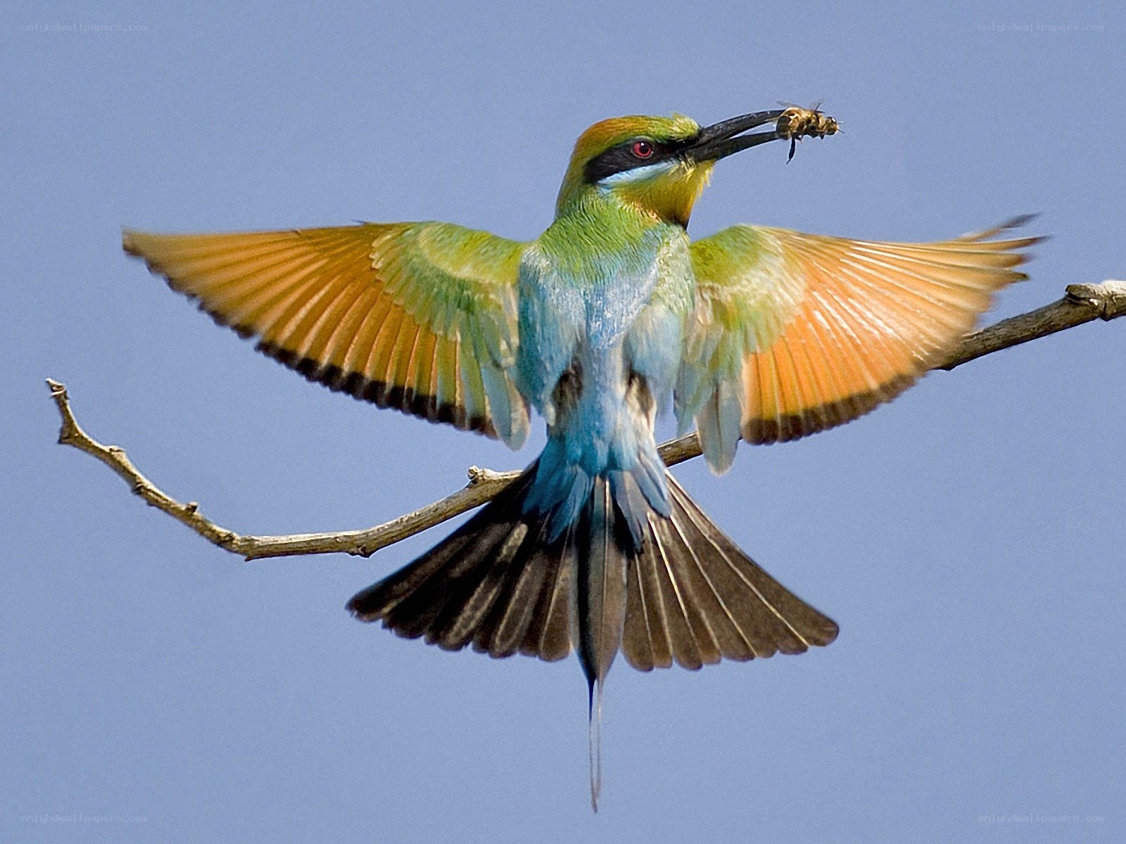 bee-eater bird with insect