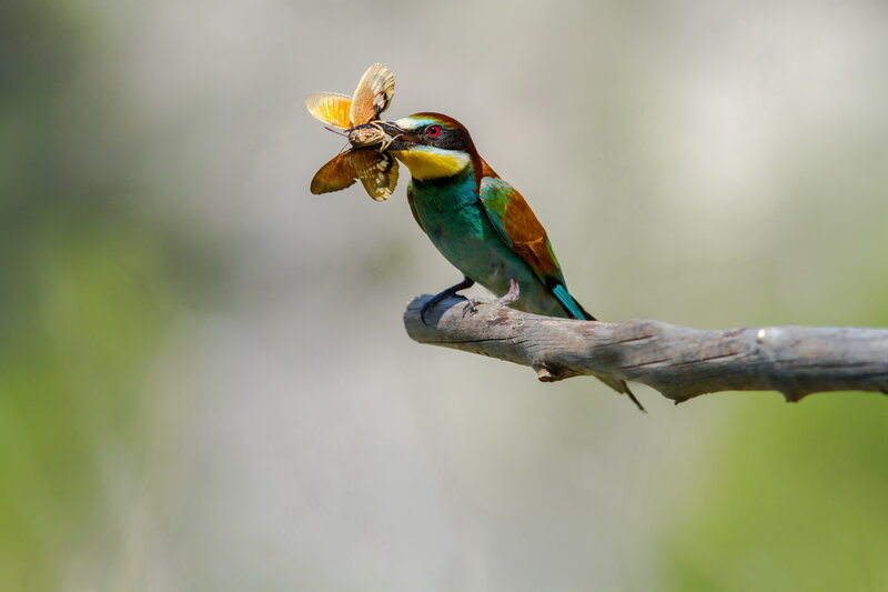 Bee-eater Bird with Moth