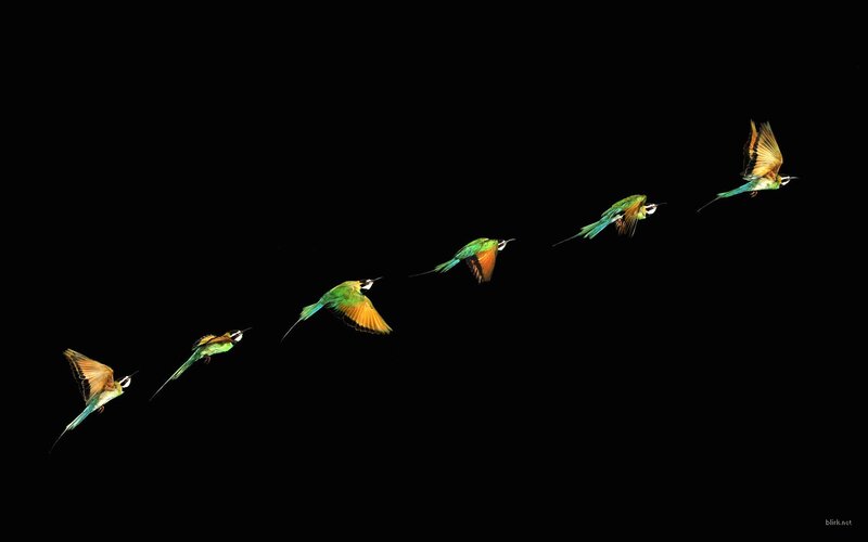 Bee-eater Birds in Flight — Green, Dramatic