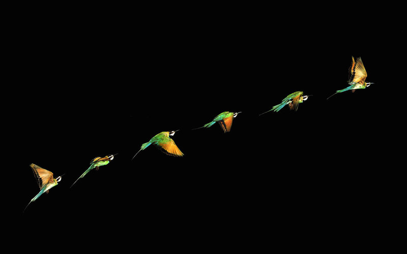 Bee-eater Birds in Flight — Green, Dynamic