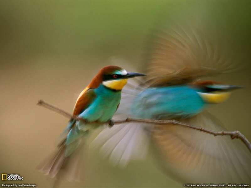 Bee-eater birds in flight