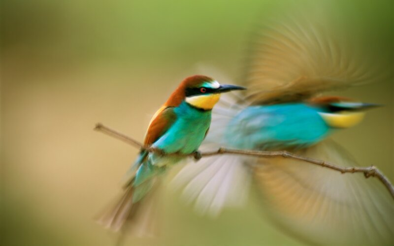 Bee-eater Birds on Branch