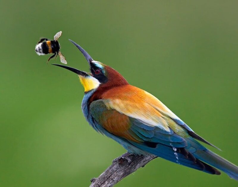 Bee-eater Catching Bee
