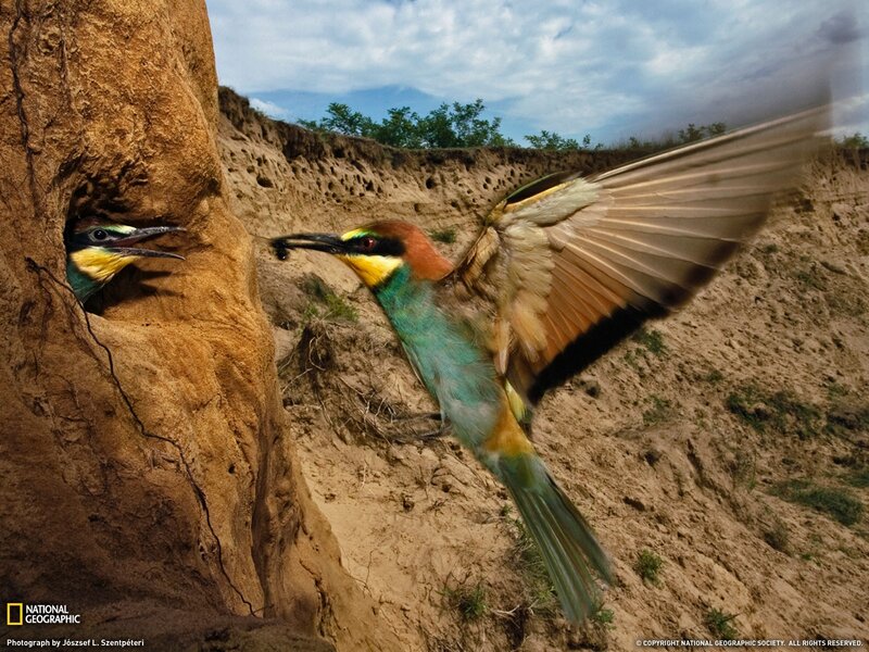 Bee-eater feeding its chick