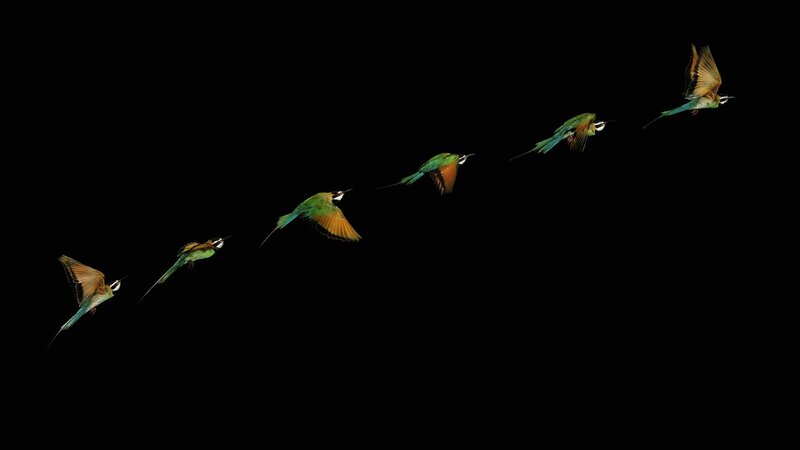 Bee-eater in flight sequence