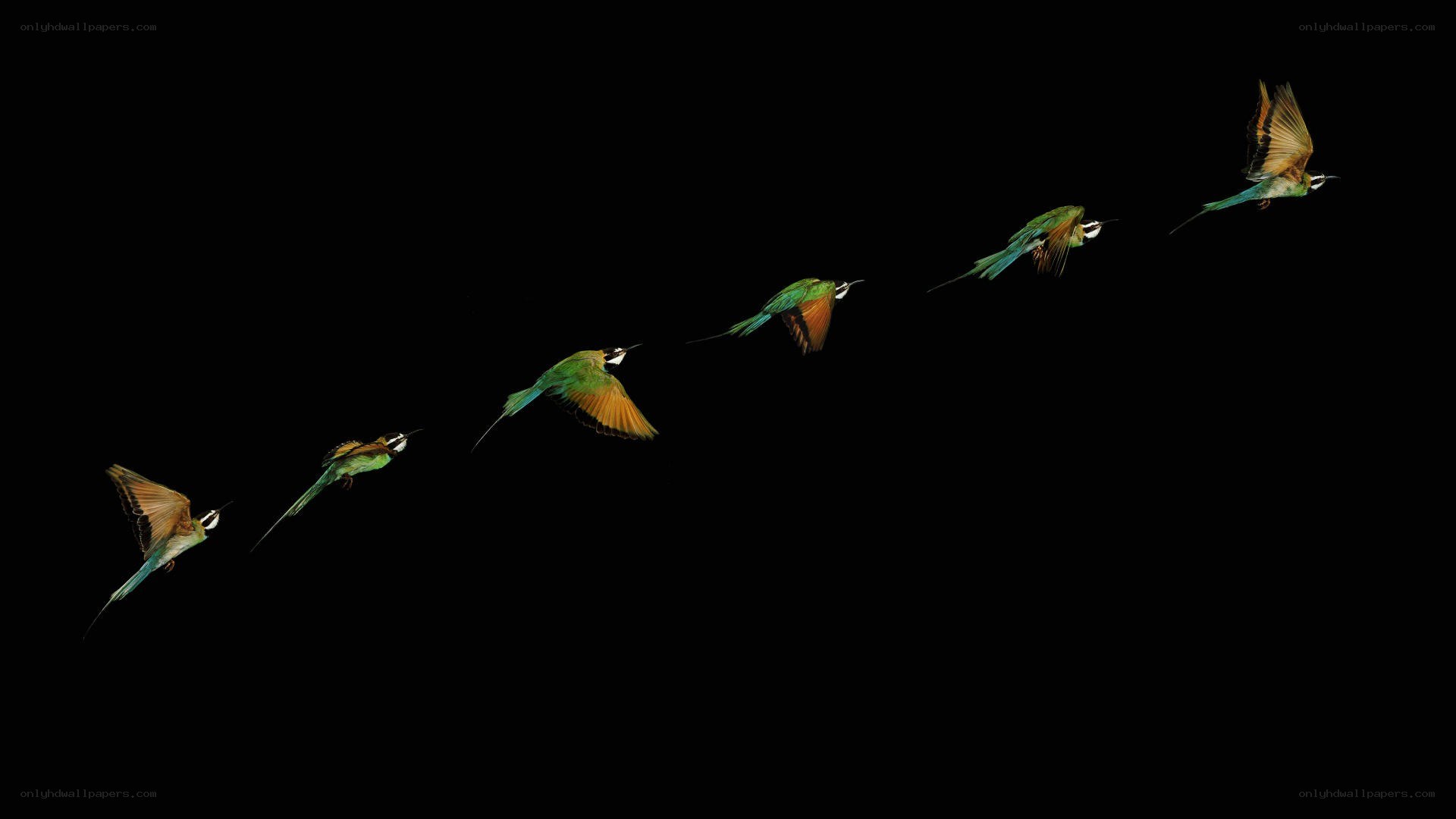 Bee-eater in flight sequence