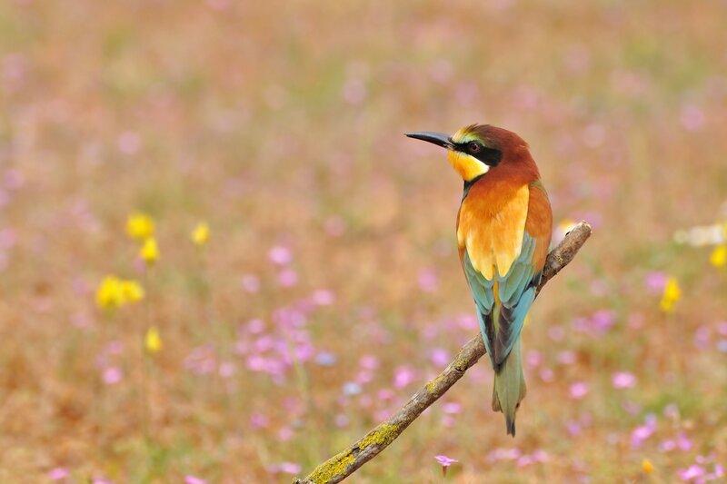 Bee-eater perched on a branch