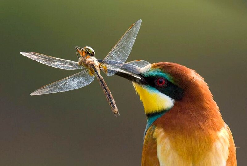 bee-eater with dragonfly