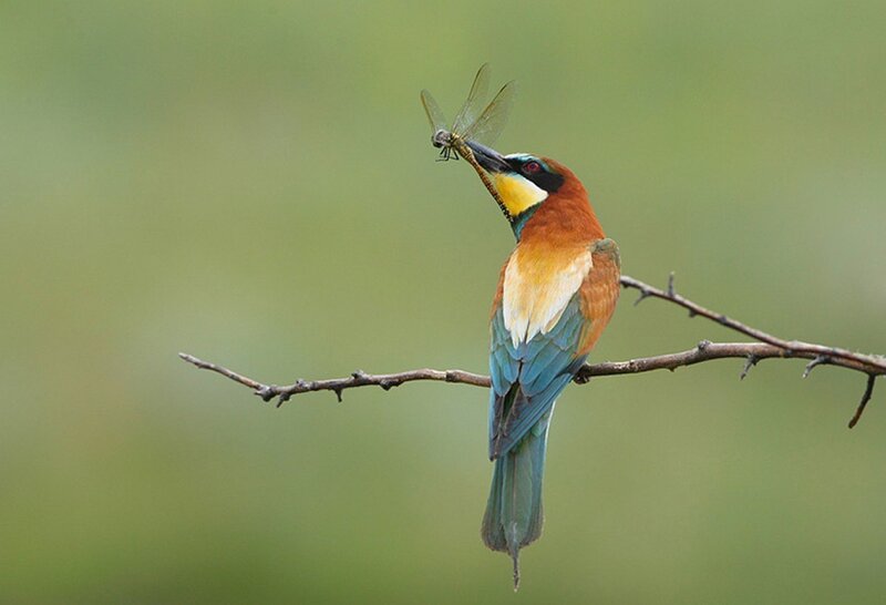 bee-eater with dragonfly prey