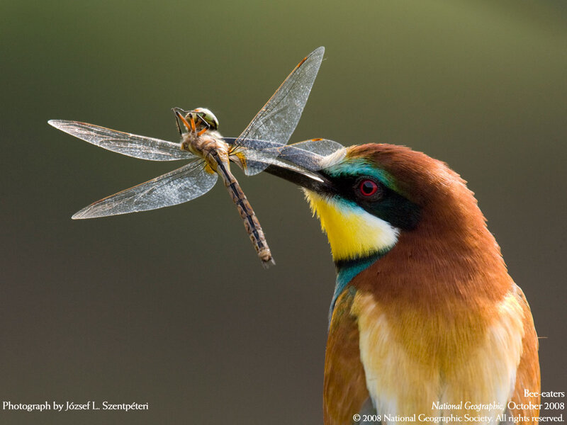 bee-eater with dragonfly