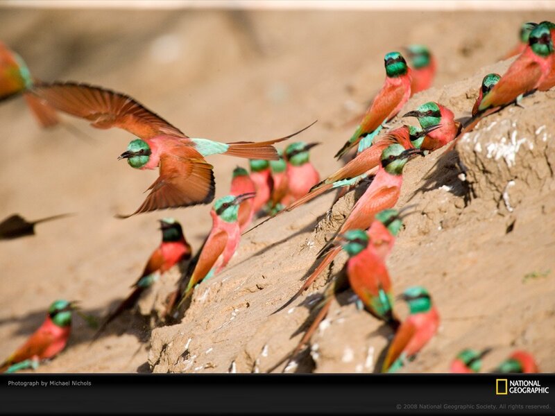 Bee-eaters at a clay bank